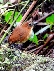 Grallaria flavotincta