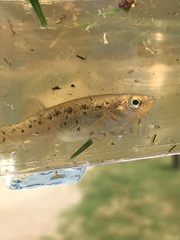 Bayou Killifish photo 4