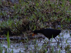 Jacana jacana
