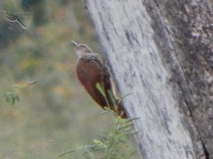 Dendroplex picus