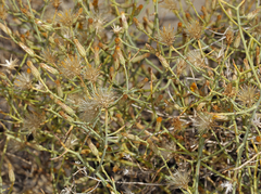 Leucosyris carnosa