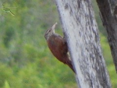 Dendroplex picus