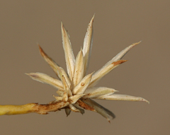 Leucosyris carnosa