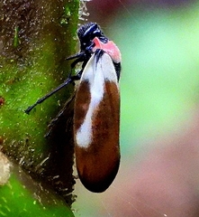 Sphenorhina quadrifera