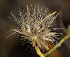Leucosyris carnosa