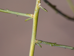 Leucosyris carnosa