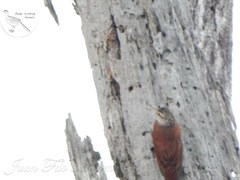 Dendroplex picus