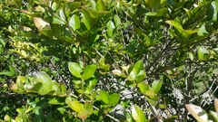 Ligustrum