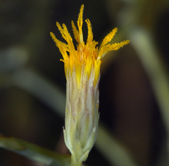Leucosyris carnosa