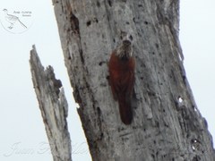 Dendroplex picus