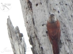 Dendroplex picus