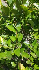 Ligustrum
