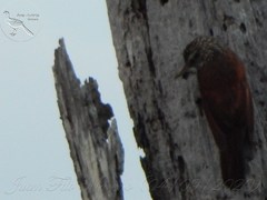 Dendroplex picus