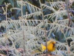 Icterus nigrogularis