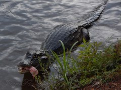 Caiman crocodilus