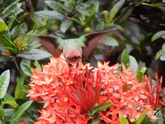 Amazilia tzacatl