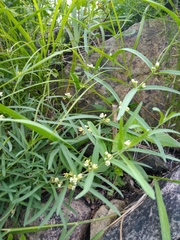 Vincetoxicum sibiricum