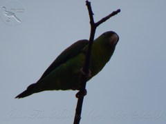 Brotogeris jugularis