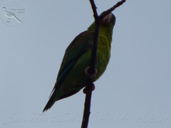 Brotogeris jugularis