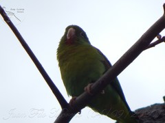 Brotogeris jugularis