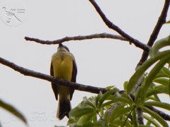 Myiozetetes similis