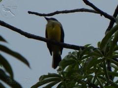 Myiozetetes similis