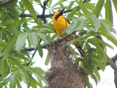 Icterus nigrogularis