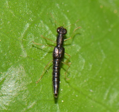 Steninae
