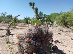 Coryphantha pseudoechinus