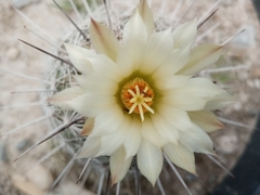 Coryphantha pseudoechinus
