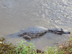Caiman crocodilus fuscus