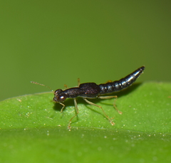 Steninae