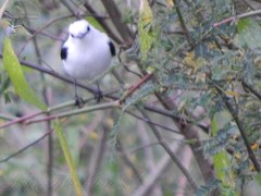 Fluvicola pica