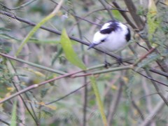 Fluvicola pica
