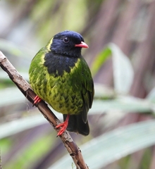 Green-And-Black Fruiteater photo 3