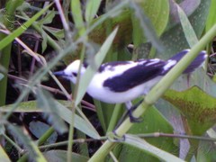 Fluvicola pica