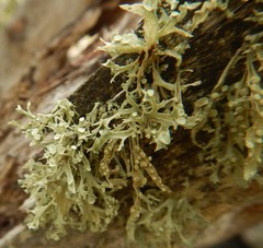 Ramalina glaucescens