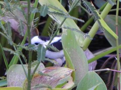 Fluvicola pica