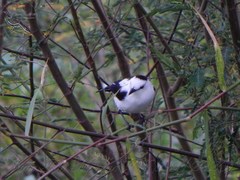 Fluvicola pica