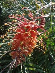 Grevillea plurijuga superba