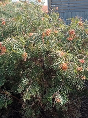 Grevillea plurijuga superba