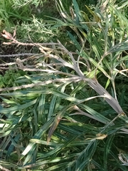 Grevillea plurijuga superba