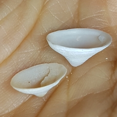 Calyptraea chinensis