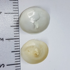 Calyptraea chinensis