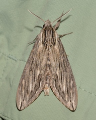 Sphinx canadensis