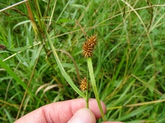Carex flava