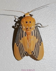 Lepidokirbyia venigera