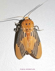 Lepidokirbyia venigera