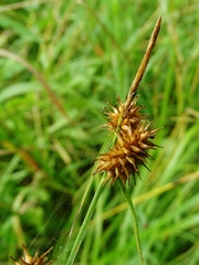 Carex flava