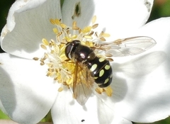 Dasysyrphus intrudens